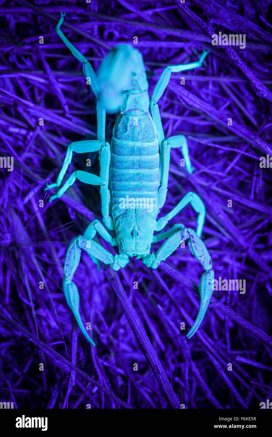 Wüste behaarte Skorpion (Hadrurus Spadix) im östlichen Oregon, USA, unter UV-Licht fluoreszieren. Stockfoto