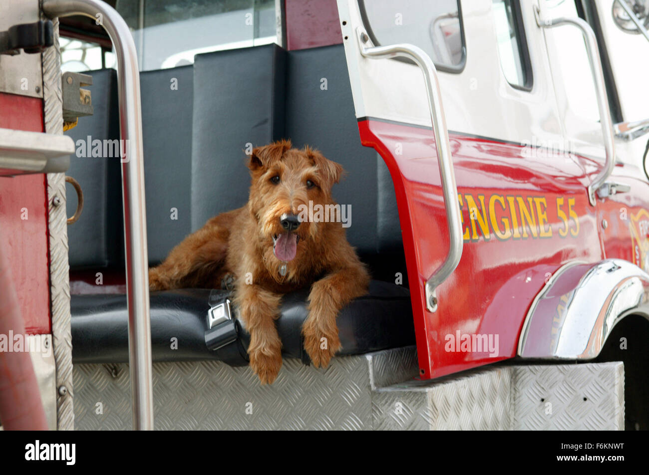 15. März 2007 - Toronto, ON, Kanada - RELEASE Datum: 4. April 2007 (USA). Regie: Todd Holland. STUDIO: C.O.R.E digitale Bilder/Regency Kultur. PLOT: Rexxx, oberen Eckzahn Hollywoodstar, verloren geht und in einem schäbigen Feuerwache angenommen wird. Er arbeitet mit einem jungen Kind (Hutcherson) zu der Station wieder auf die Beine. Im Bild: REXXX, Firehouse Dog. (Bild Kredit: C Bruce Macaulay/Regency Enterprises) Einschränkungen: Dies ist ein öffentlich verbreiteten Film, Fernsehen oder Werbung Foto. Non-redaktionelle Verwendung erfordern zusätzliche Freiräume. Stockfoto
