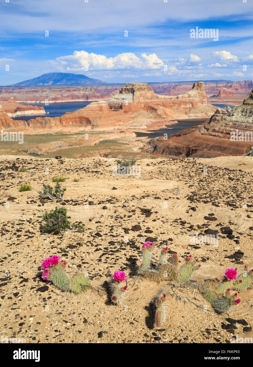 Feigenkaktus auf Felsvorsprung über Lake Powell und Gunsight Butte in der Nähe von großen Wasser, Utah, mit Navajo Berg in der Ferne Stockfoto Feigenkaktus auf Felsvorsprung über Lake Powell und Gunsight Butte in der Nähe von großen Wasser, Utah, mit Navajo Berg in der Ferne Stockfoto
