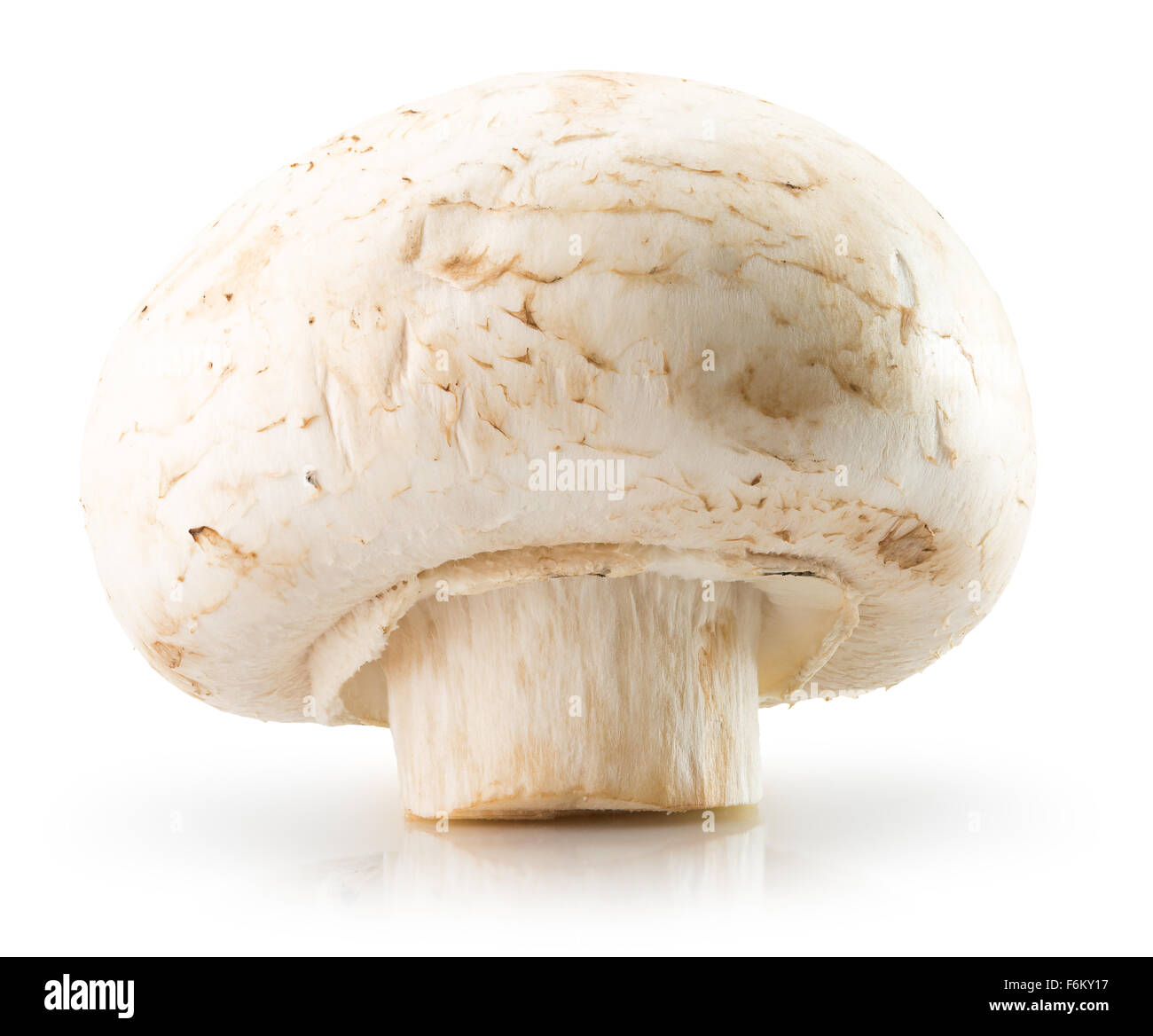 Champignon auf dem weißen Hintergrund isoliert. Stockfoto