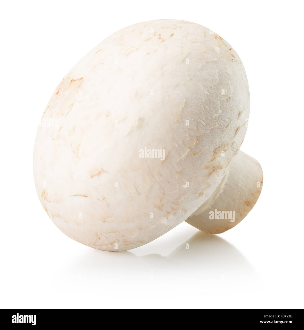 Champignon auf dem weißen Hintergrund isoliert. Stockfoto