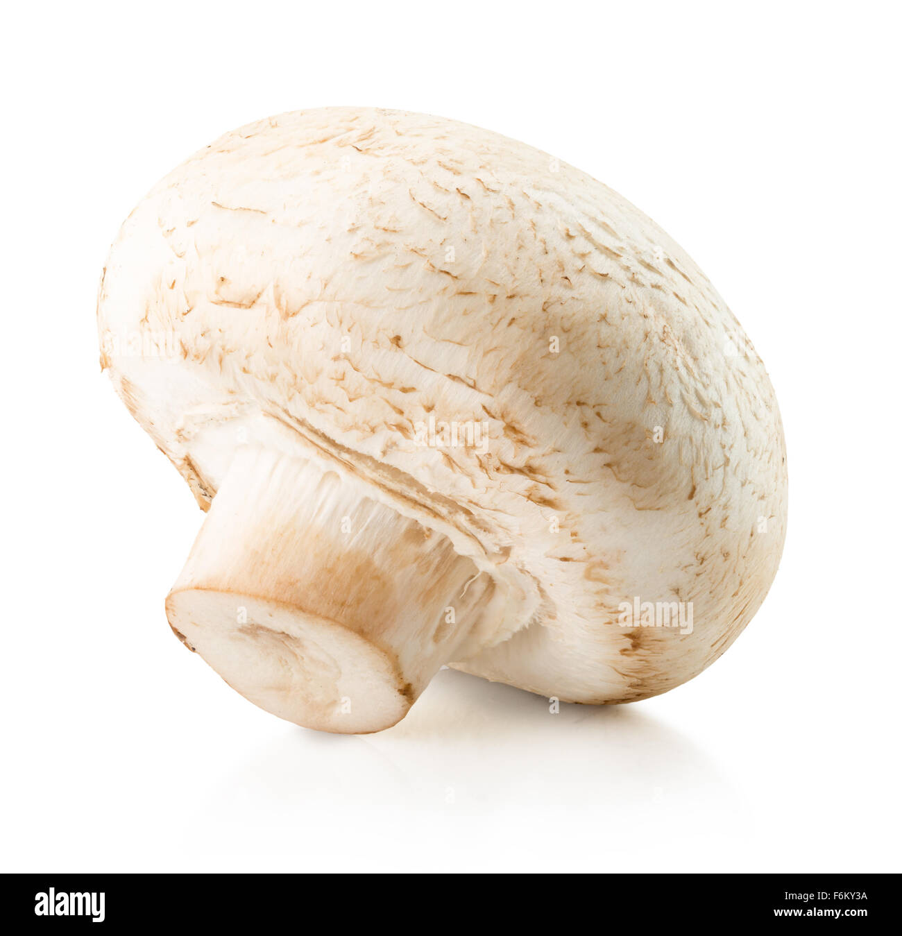 Champignon auf dem weißen Hintergrund isoliert. Stockfoto