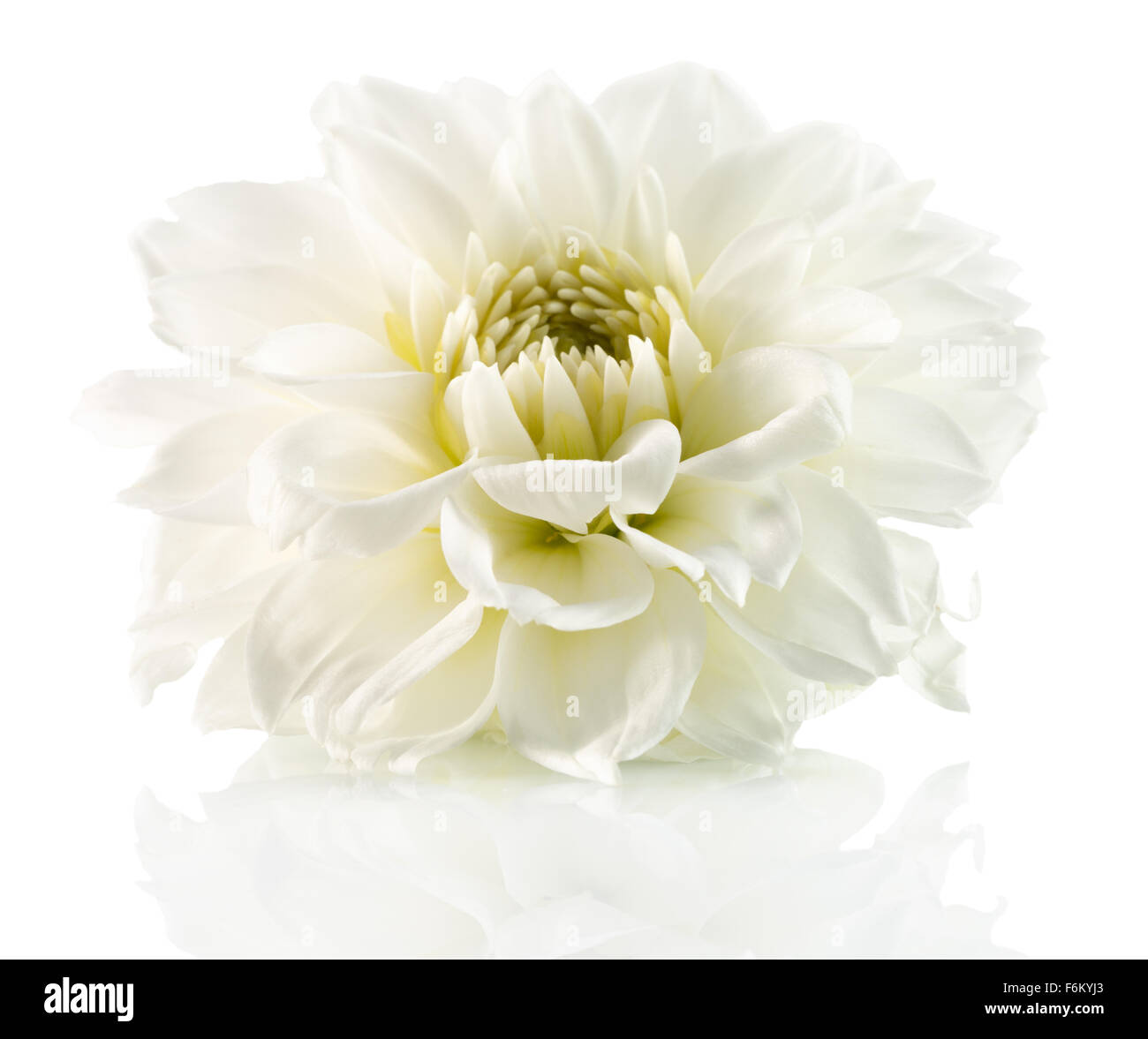 weiße Blume auf dem weißen Hintergrund isoliert. Stockfoto