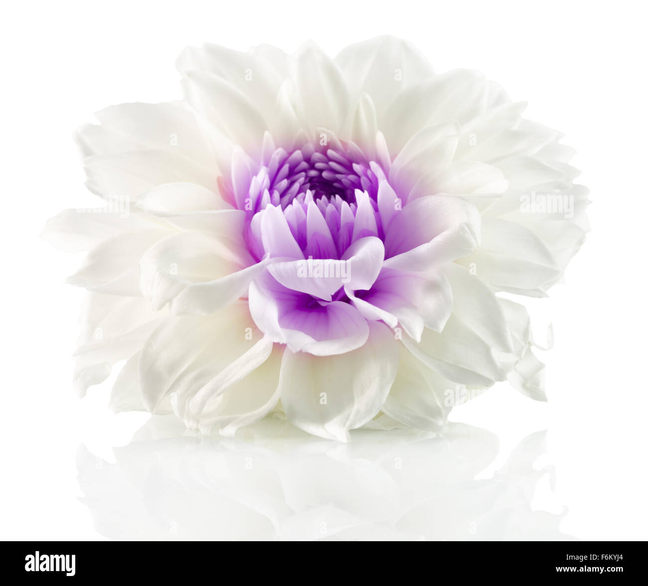 weiße Blume mit lila Center auf dem weißen Hintergrund isoliert. Stockfoto