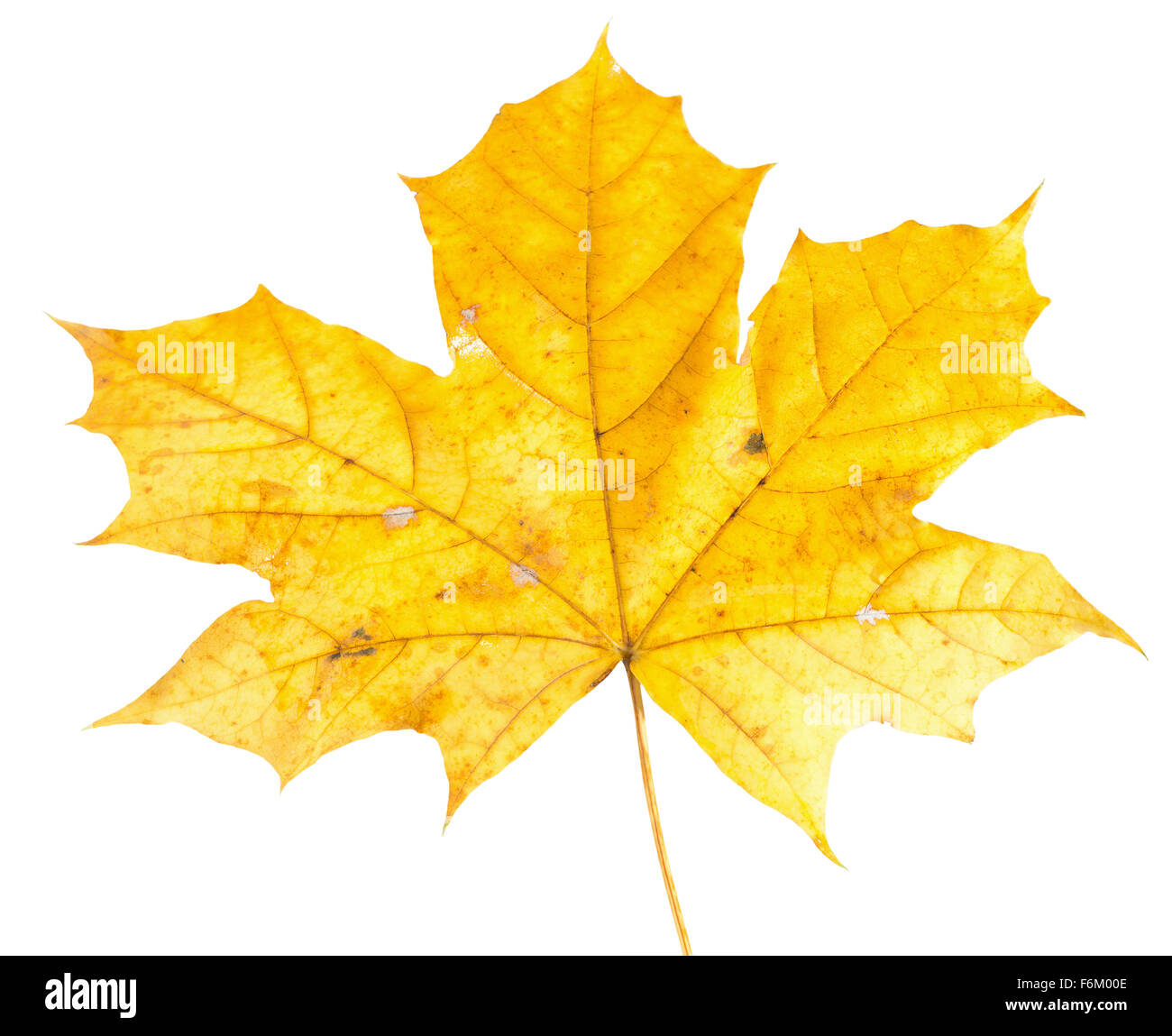 im Herbst gelbe Ahornblatt auf dem weißen Hintergrund isoliert. Stockfoto