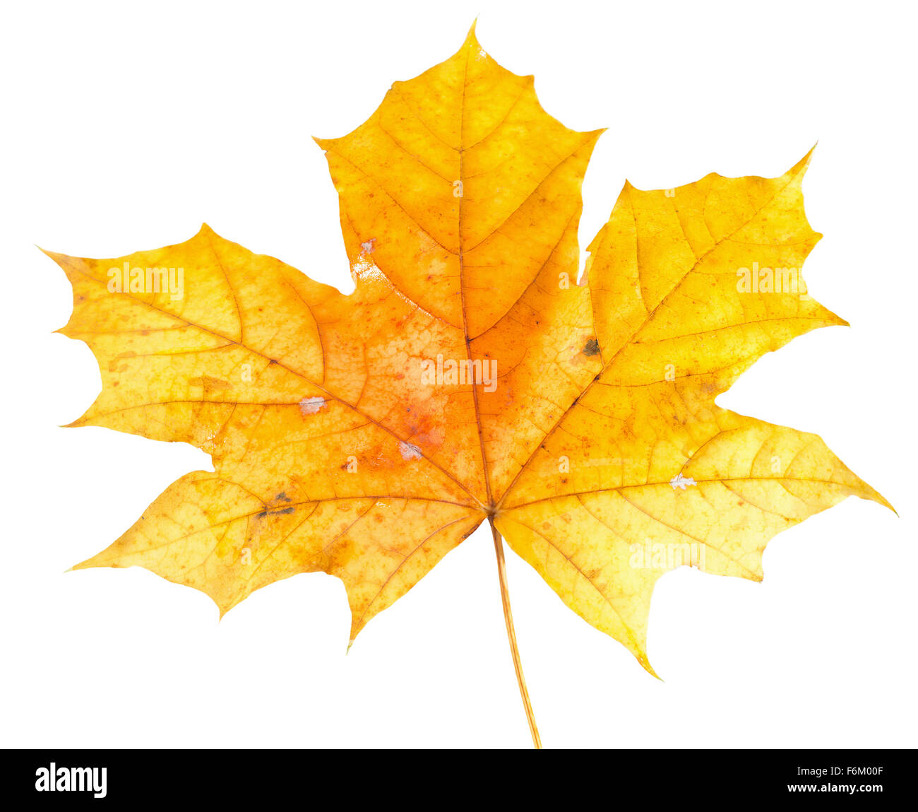 im Herbst gelbe Ahornblatt auf dem weißen Hintergrund isoliert. Stockfoto