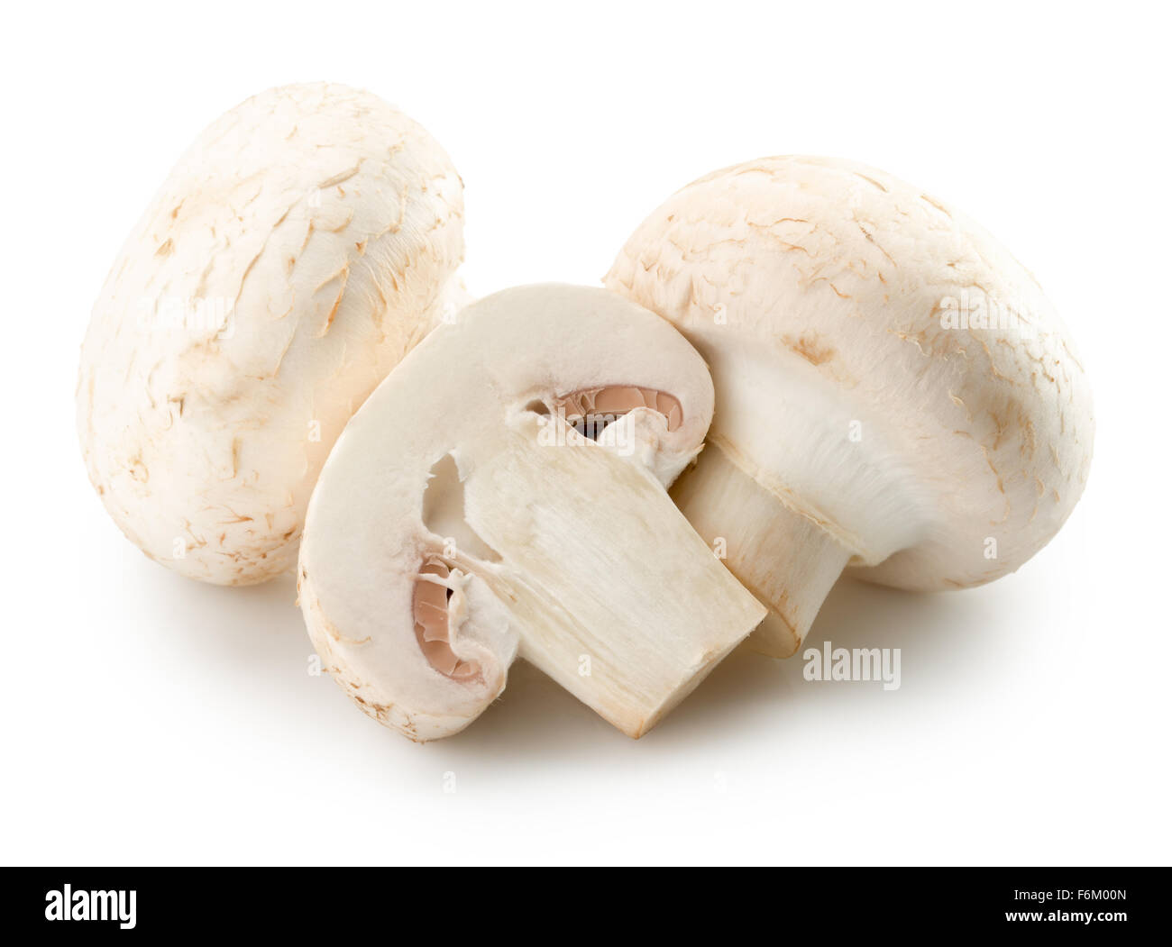 Weiße Champignons auf dem weißen Hintergrund isoliert. Stockfoto