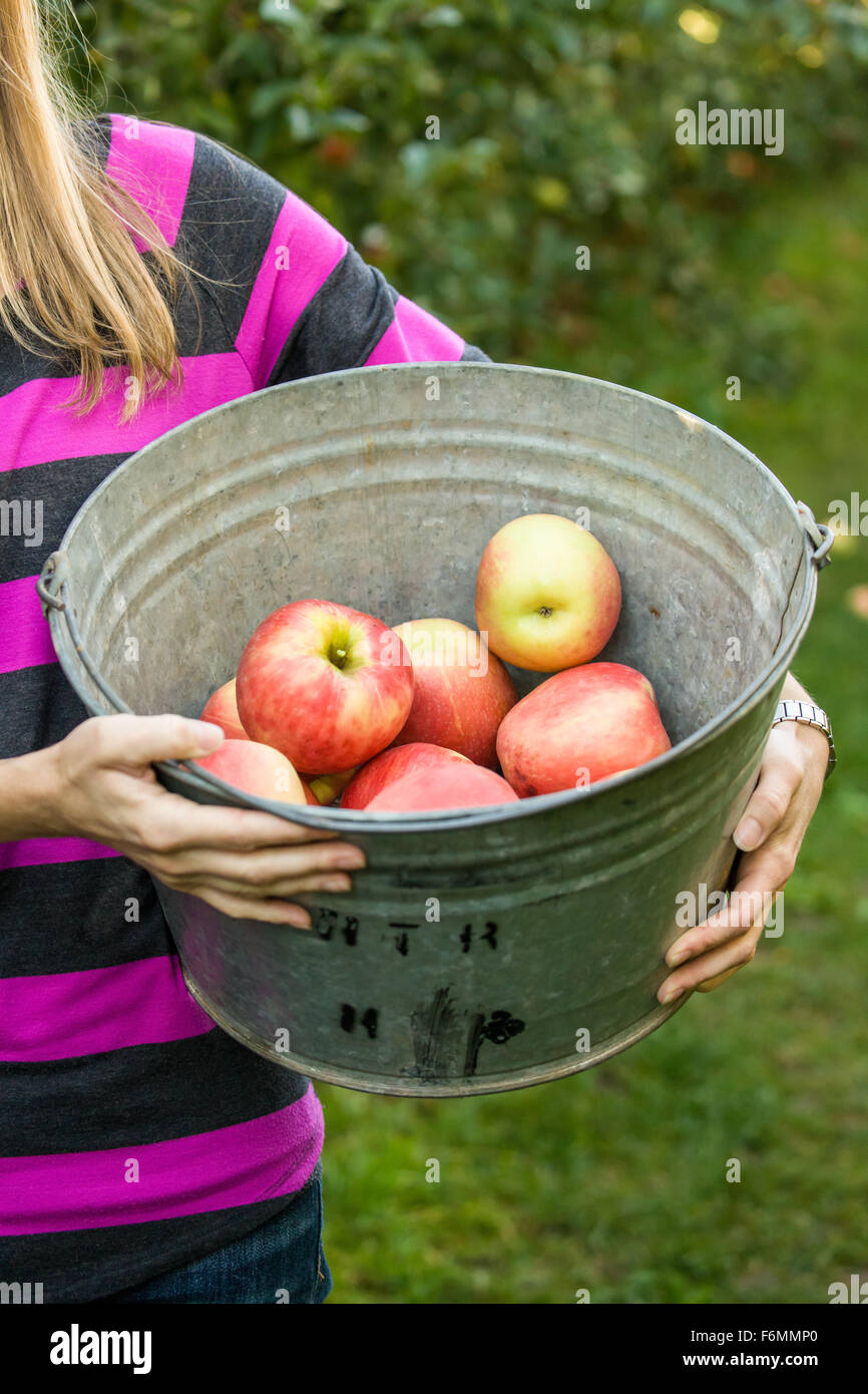 Frau hält einen Eimer mit frisch gepflückten Honeycrisp Äpfel bei Draper Mädchen Country Farm in der Nähe von Hood River, Oregon, USA. Stockfoto