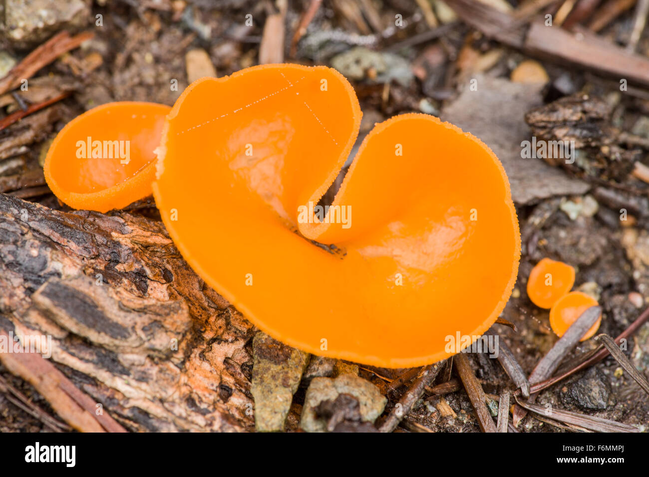 Pilz (Aleuria Aurantia) ist eine essbare und angenehm schmeckende becherförmigen Pilze Stockfoto