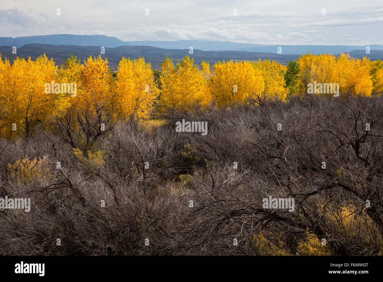 Moab, Utah - Farben des Herbstes entlang Eule zeichnen, normalerweise trocken Nebenfluss des Colorado River. Stockfoto