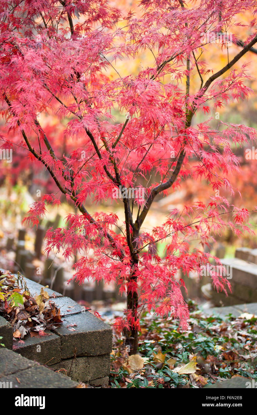 Japanische Ahorn mit roten Blätter im Hinterhof im Herbst Stockfoto