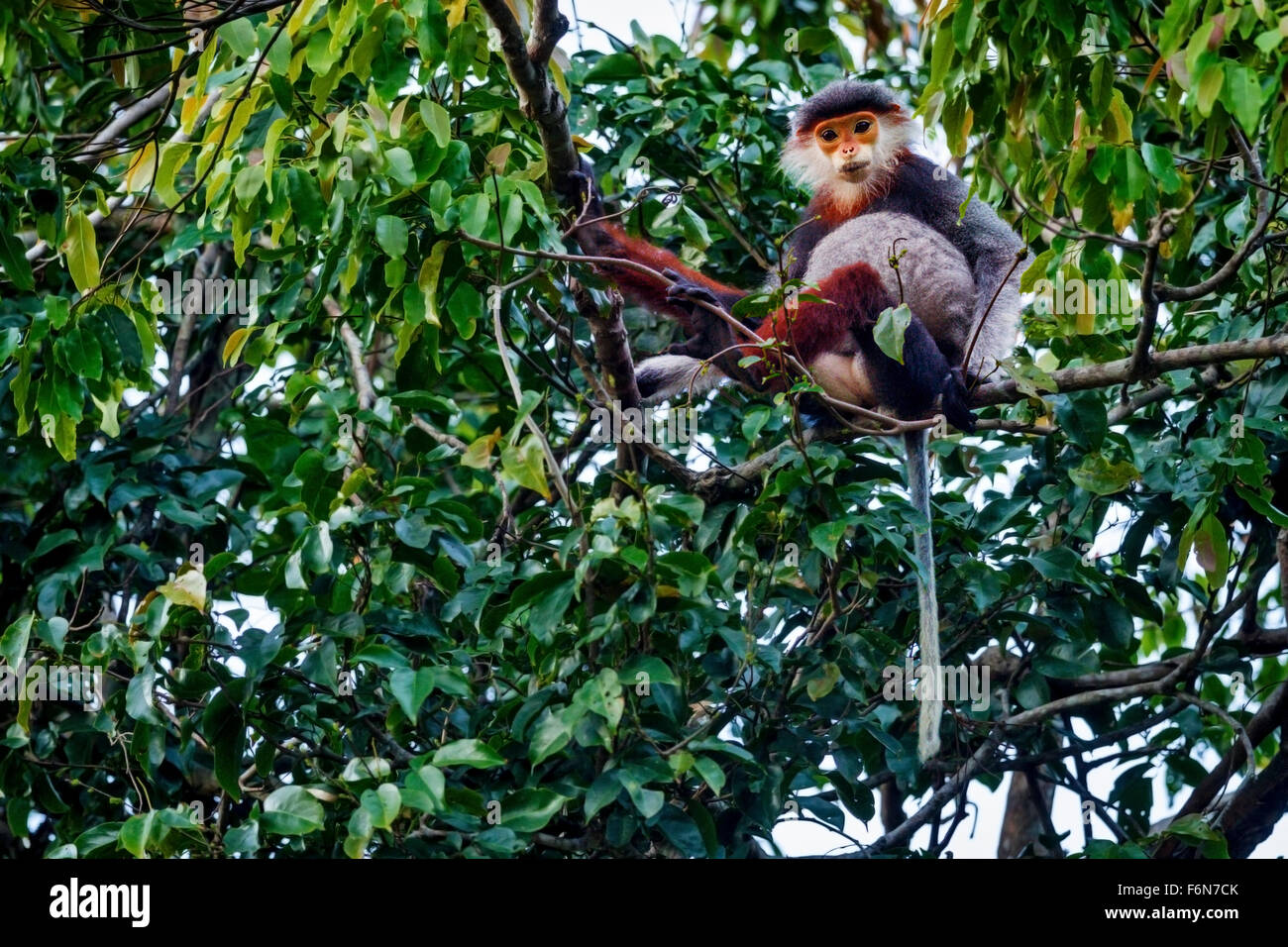 Rot-Schaft-Douc Fütterung in den Baumkronen im Son Tra Naturreservat in Vietnam Stockfoto