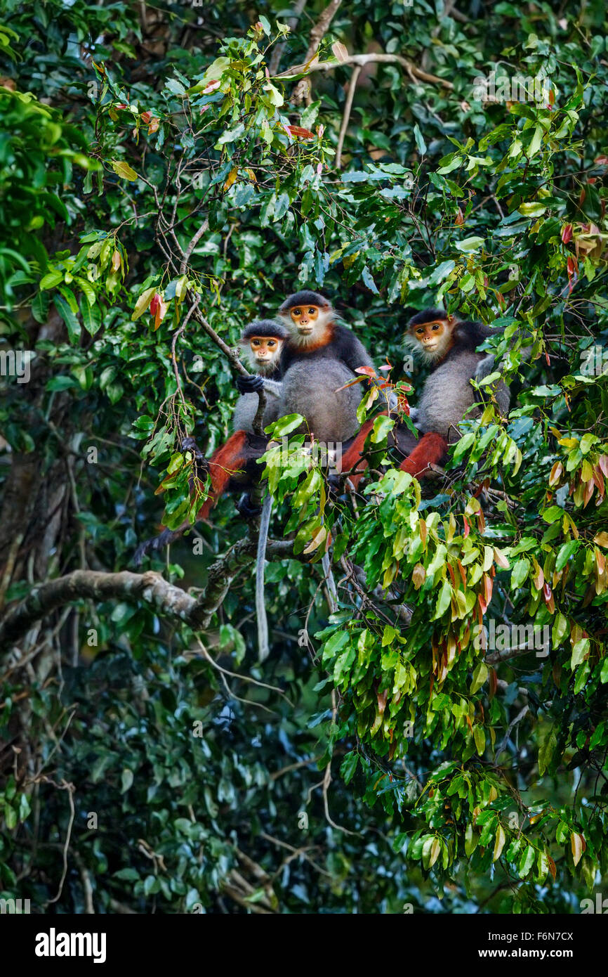 Rot-Schaft-Douc Familiengruppe Fütterung in den Baumkronen im Son Tra Naturreservat in Vietnam Stockfoto