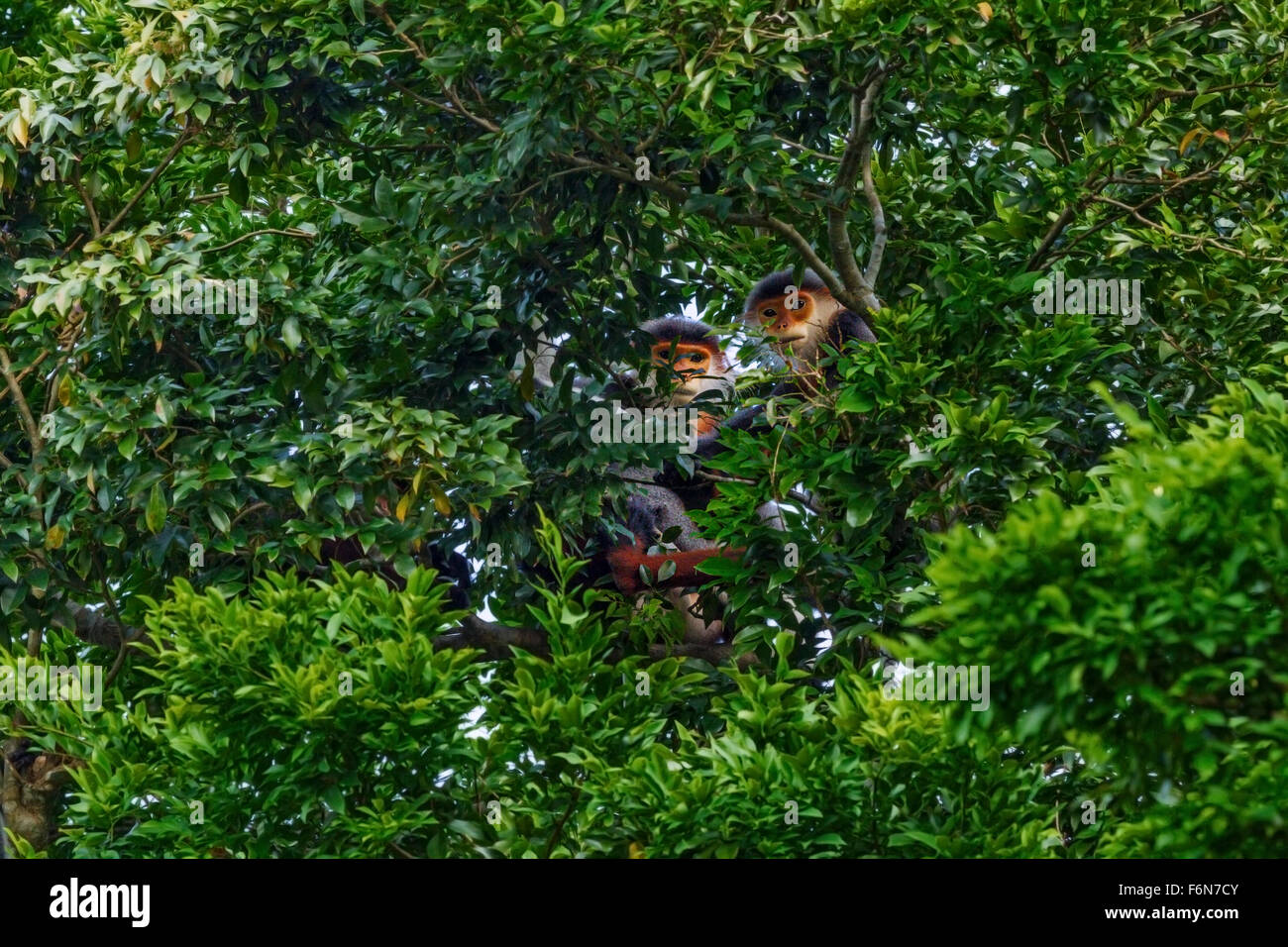 Erwachsenen Red Schaft-Douc paar versteckt in den Baumkronen im Son Tra Naturreservat in Vietnam Stockfoto