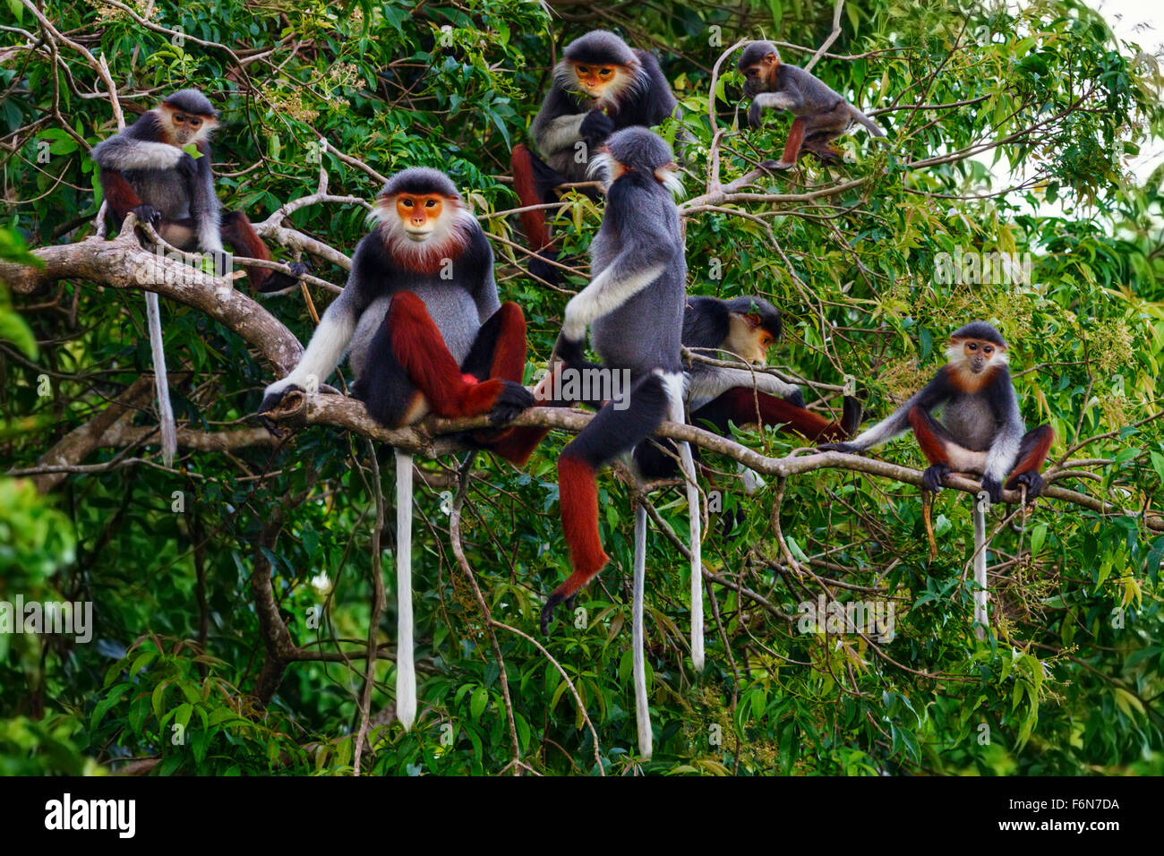 Rot-Schaft-Douc Familiengruppe Fütterung in den Baumkronen im Son Tra Naturreservat in Vietnam Stockfoto