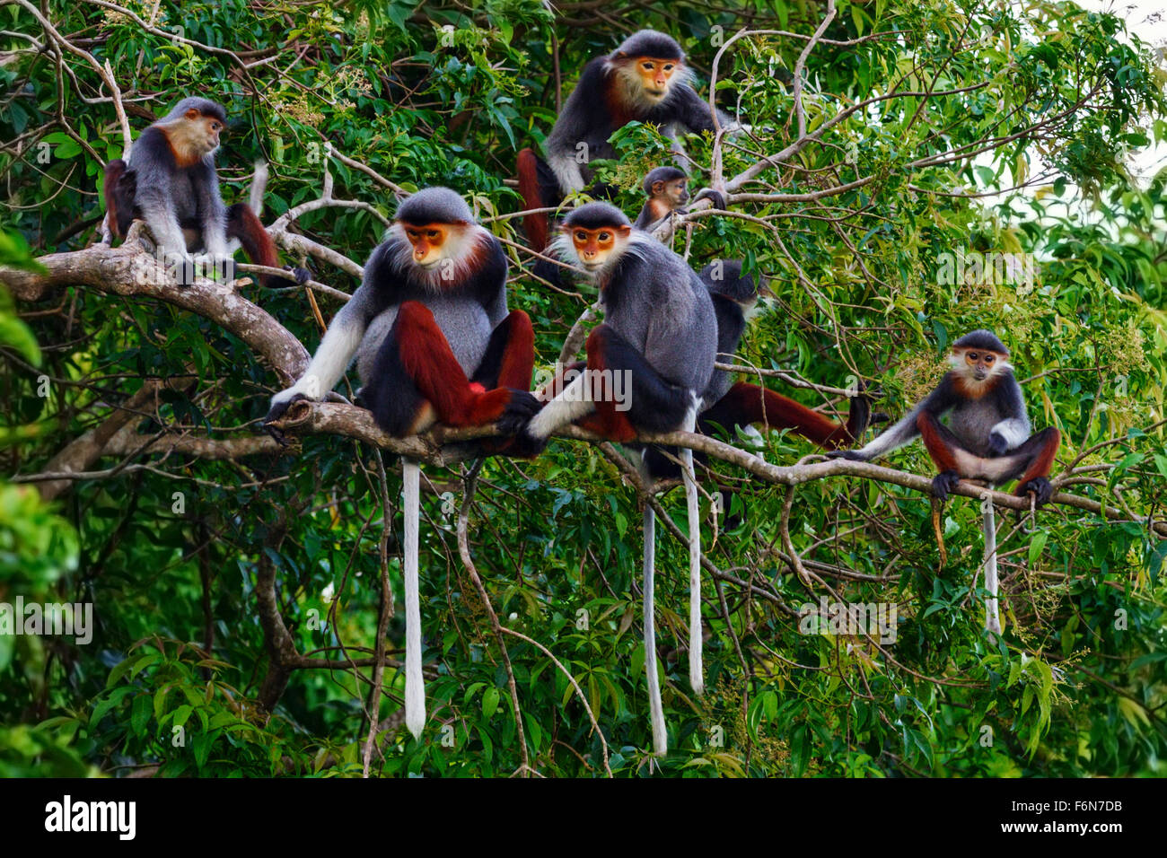 Rot-Schaft-Douc Familiengruppe Fütterung in den Baumkronen im Son Tra Naturreservat in Vietnam Stockfoto