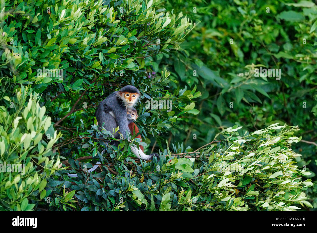 Mutter und Baby rot Schaft-Douc ruht in den Baumkronen im Son Tra Naturreservat in Vietnam Stockfoto
