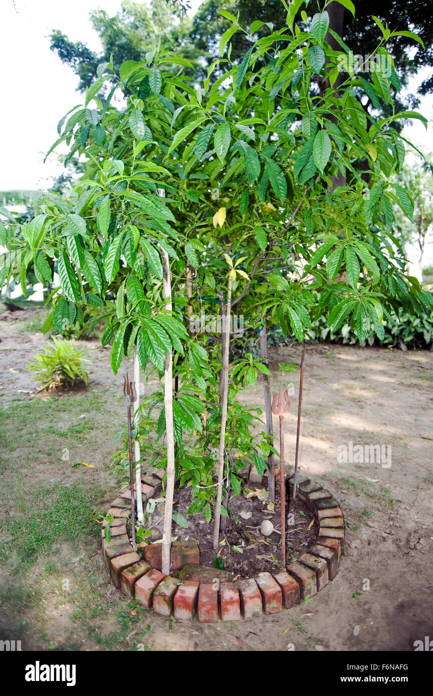 Rudraksha Baum, Varanasi, Uttar Pradesh, Indien, Asien Stockfoto