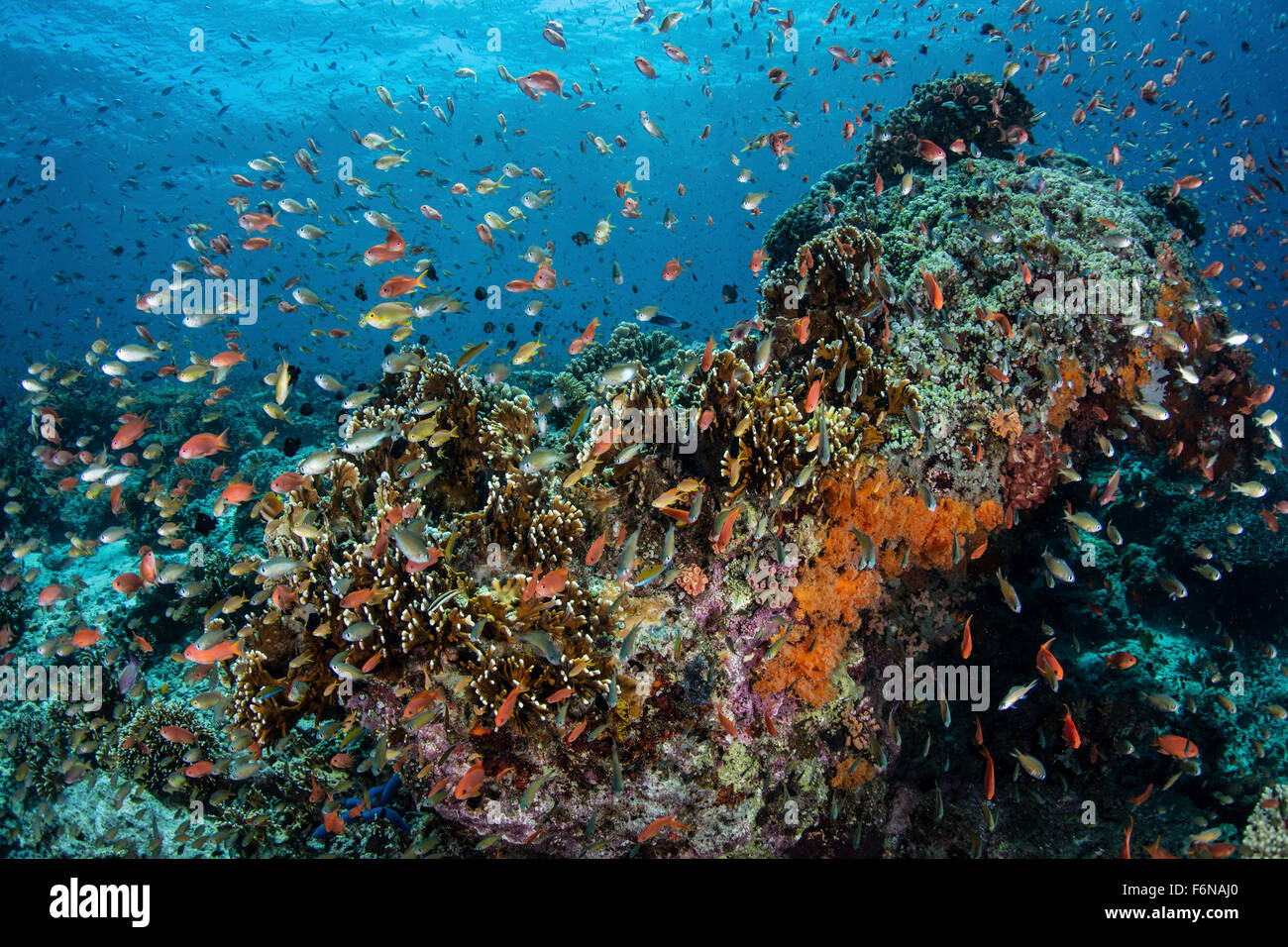 Bunte Anthias schwimmen über Korallen im Nationalpark Komodo, Indonesien. Dieser Teil des Coral Triangle ist bekannt für seine hohe mar Stockfoto