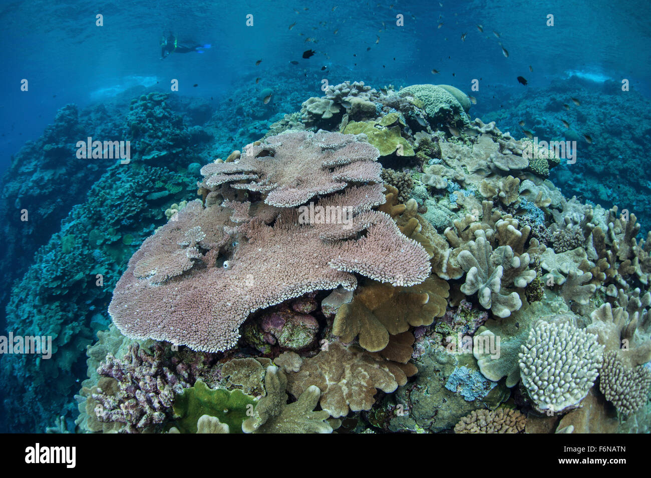 Bunte Riff-Gebäude Korallen wachsen auf einem Riff auf den Salomonen. Dieser Teil von Melanesien ist bekannt für seine hohe marine biodive Stockfoto