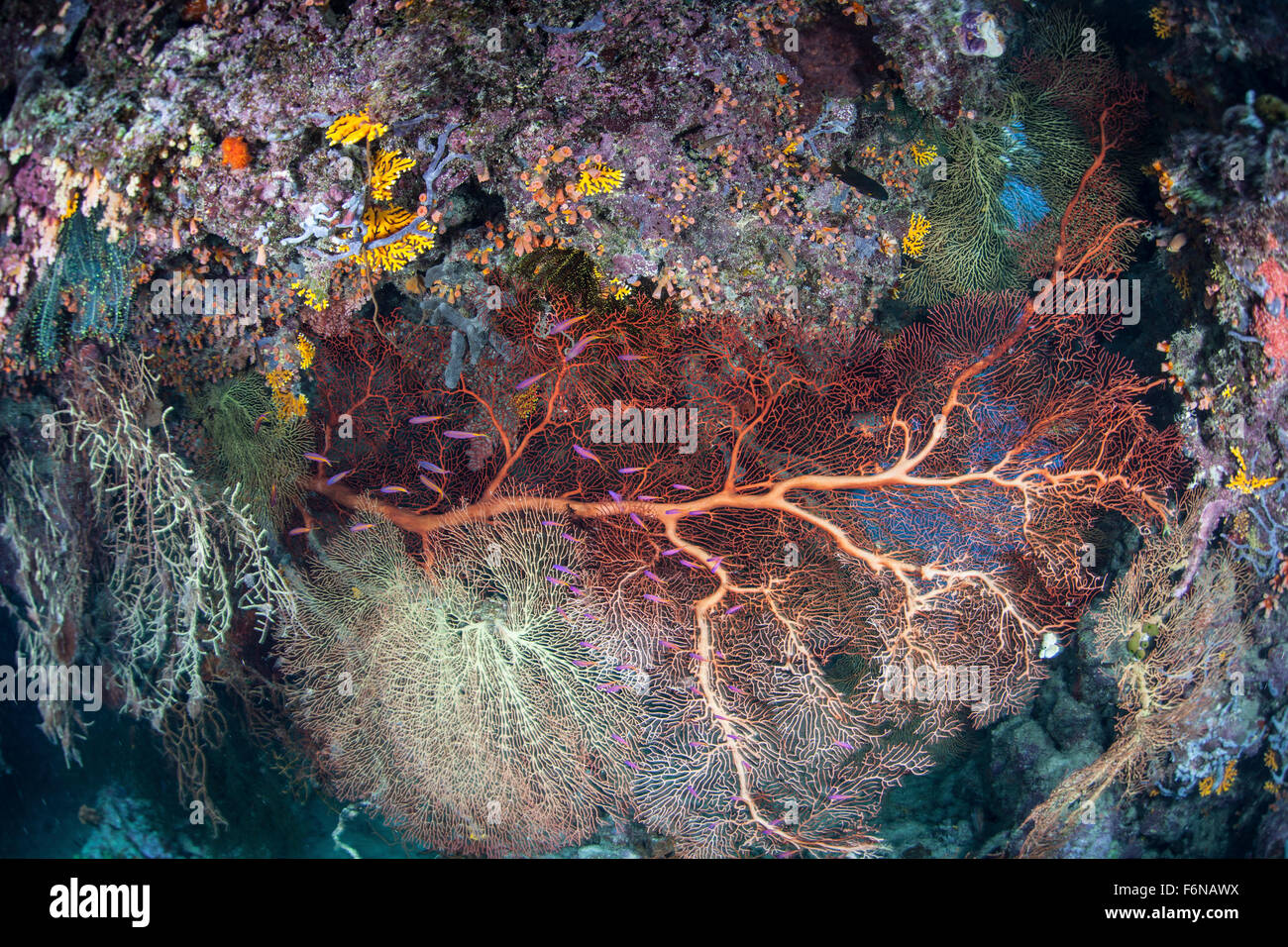 Eine bunte Korallenriff wächst entlang einer tiefen Drop-off auf den Salomonen. Melanesischen Region ist bekannt für seine spektakulären mar Stockfoto