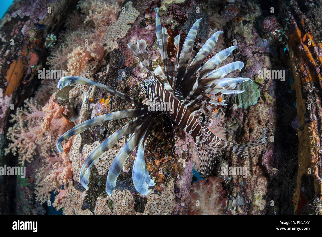 Ein Rotfeuerfisch (Pterois Volitans) schwimmt auf einem bunten Riff auf den Salomonen. Dieser Teil von Melanesien ist bekannt für seine hohe mari Stockfoto