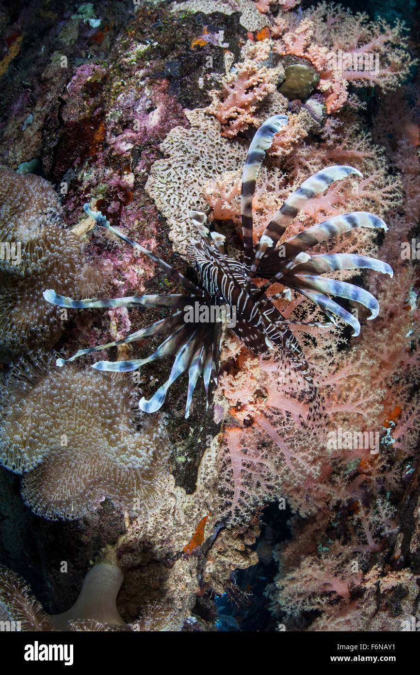 Ein Rotfeuerfisch (Pterois Volitans) schwimmt auf einem bunten Riff auf den Salomonen. Dieser Teil von Melanesien ist bekannt für seine hohe mari Stockfoto
