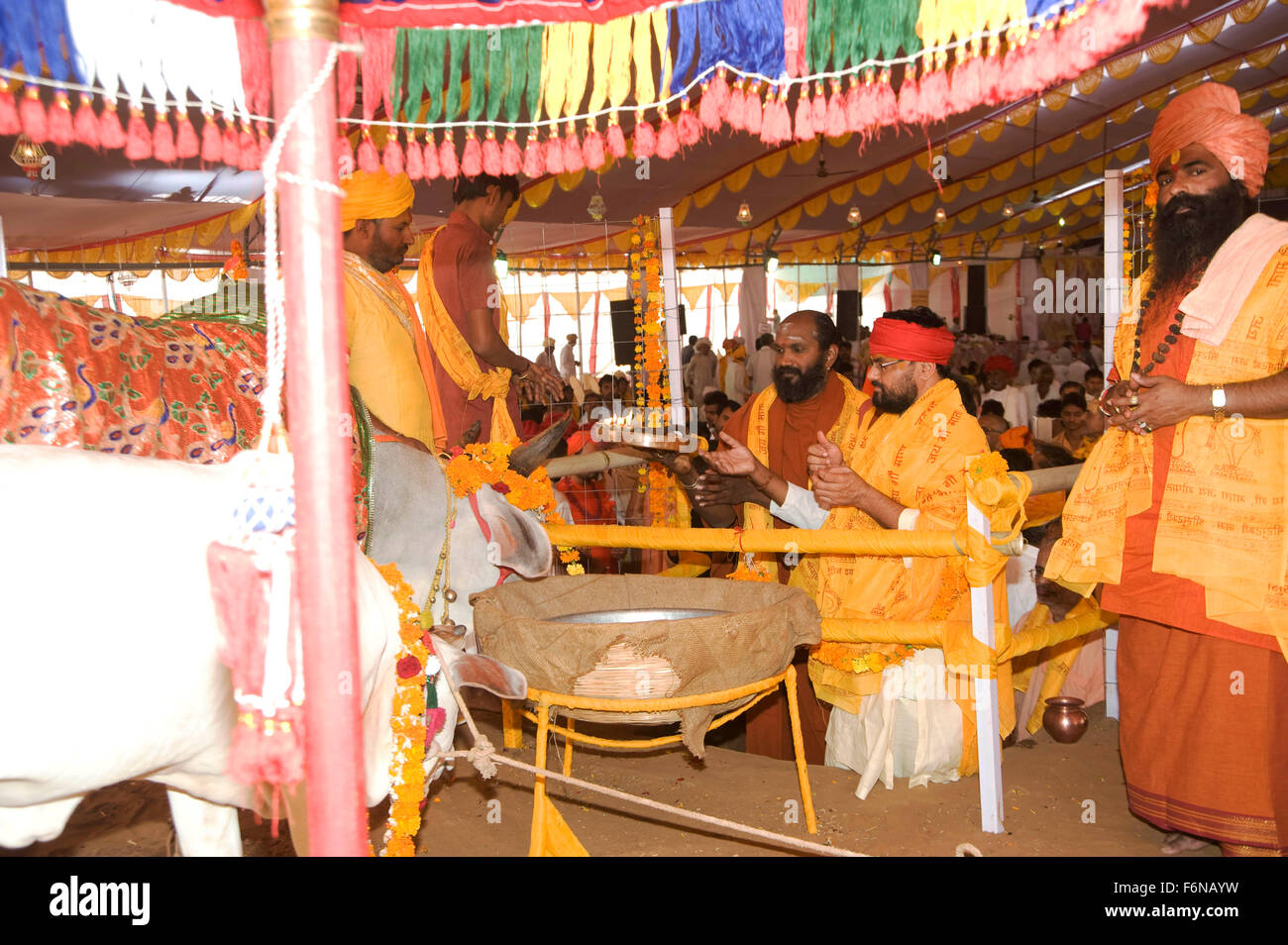 Heilige Kuh, Pathmeda, Godham, Rajasthan, Indien, Asien Stockfoto