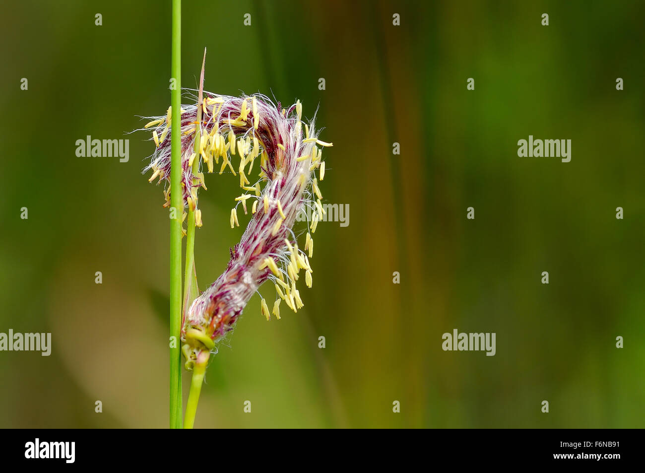 Frische Gräser Blume Stockfoto