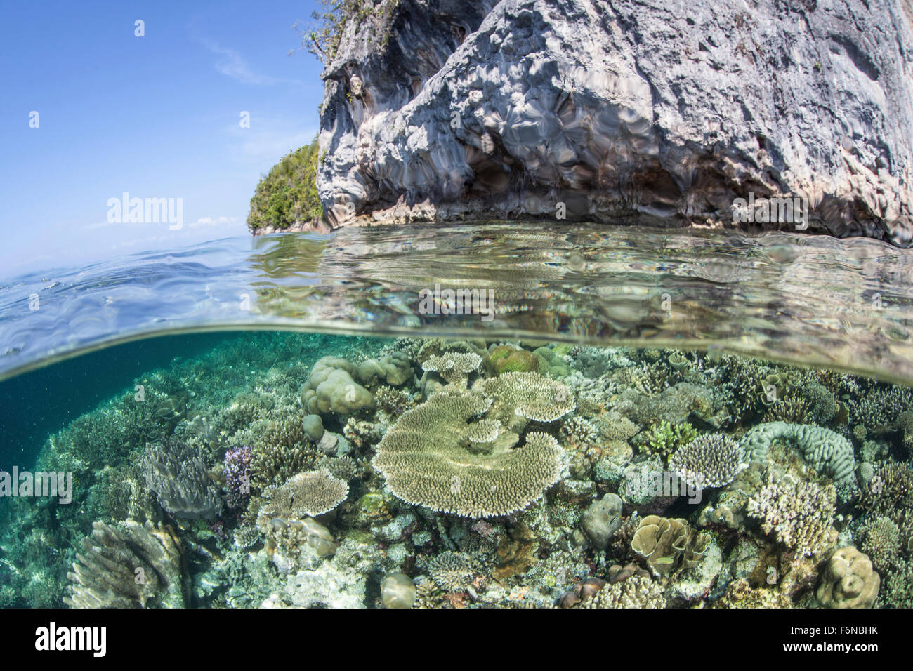 Einem gesunden und vielfältigen Korallenriff wächst in der Nähe von Kalksteininseln in Raja Ampat, Indonesien. Dieser entlegenen Gegend ist bekannt als das Herz Stockfoto