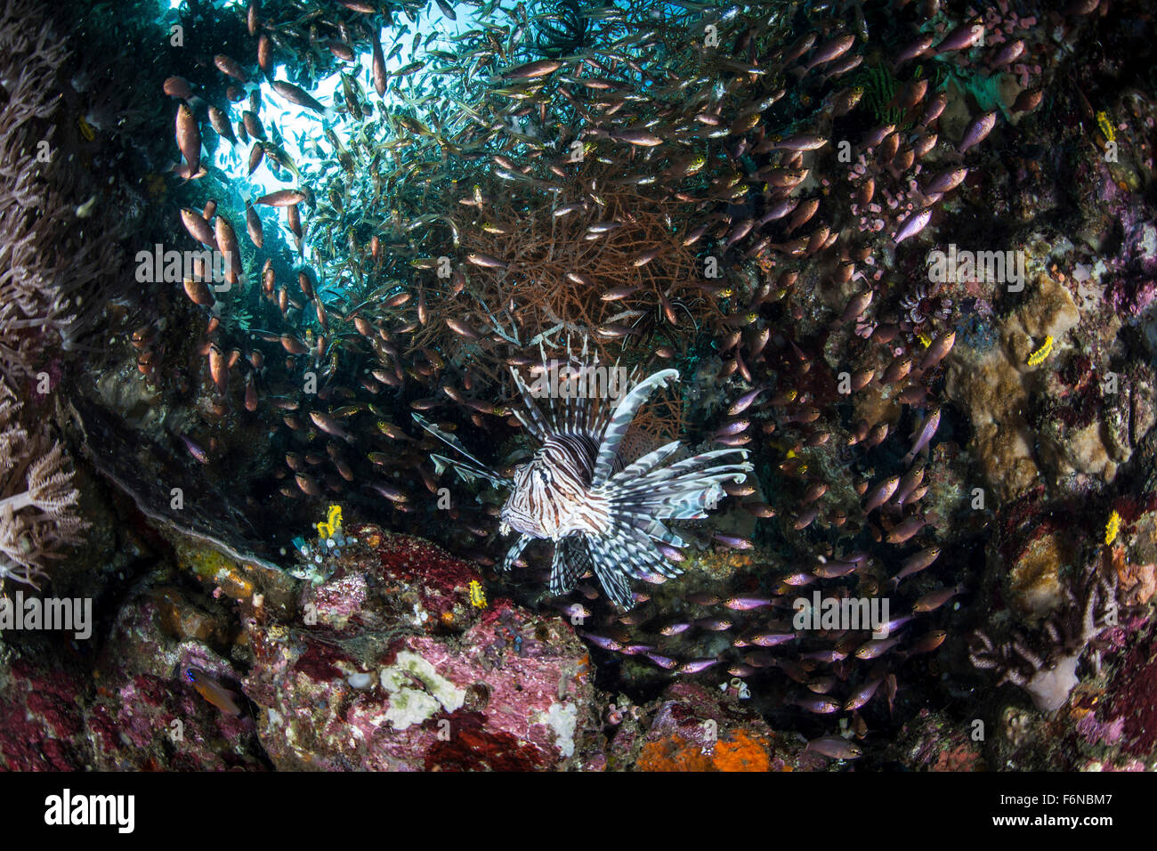 Rotfeuerfisch (Pterois Volitans) jagt nach Beute auf eine bunte Korallenriff im Nationalpark Komodo, Indonesien. Dieser Fisch ist eine gemeinsame pr Stockfoto
