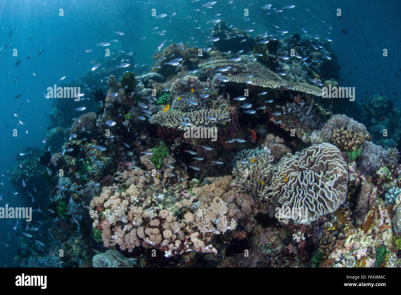 Eine bunte Korallenriff Fische im Nationalpark Komodo, Indonesien abgedeckt. Dieser Teil des Coral Triangle ist bekannt für seine Hallo Stockfoto