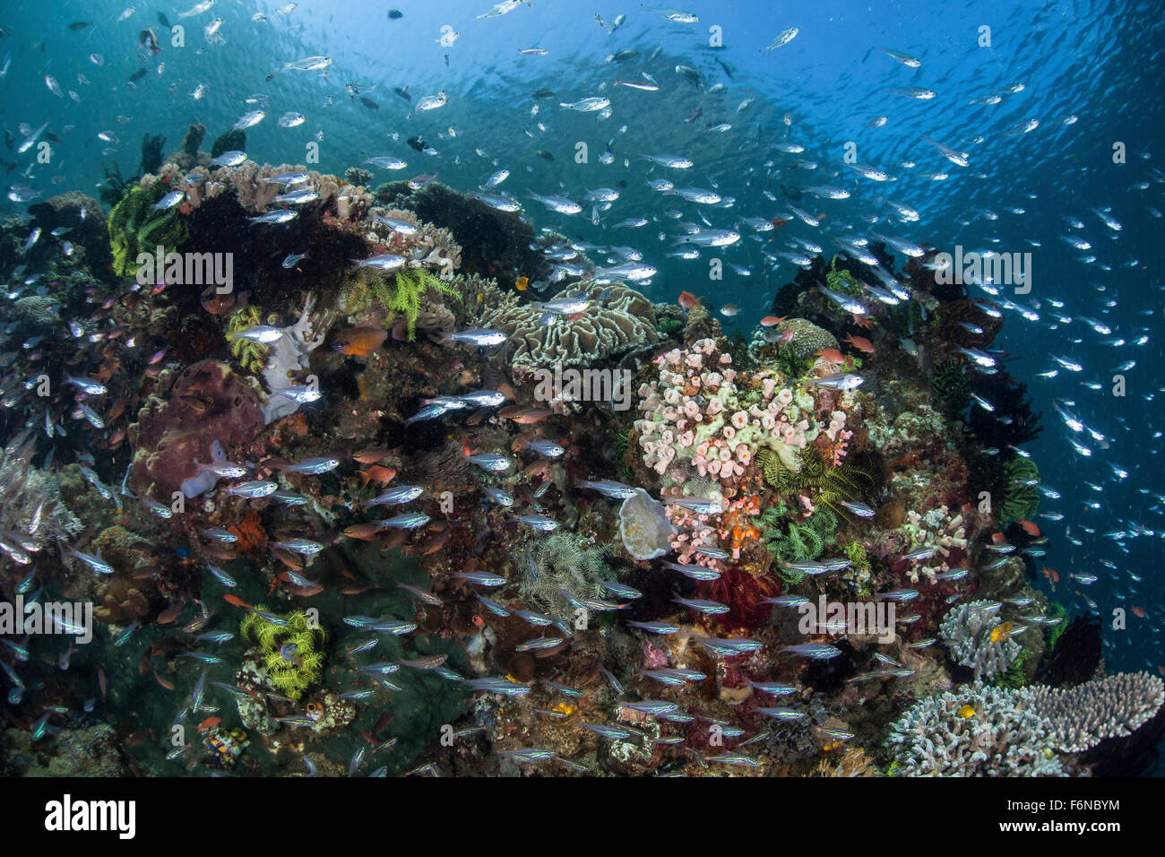 Eine bunte Korallenriff Fische im Nationalpark Komodo, Indonesien abgedeckt. Dieser Teil des Coral Triangle ist bekannt für seine Hallo Stockfoto