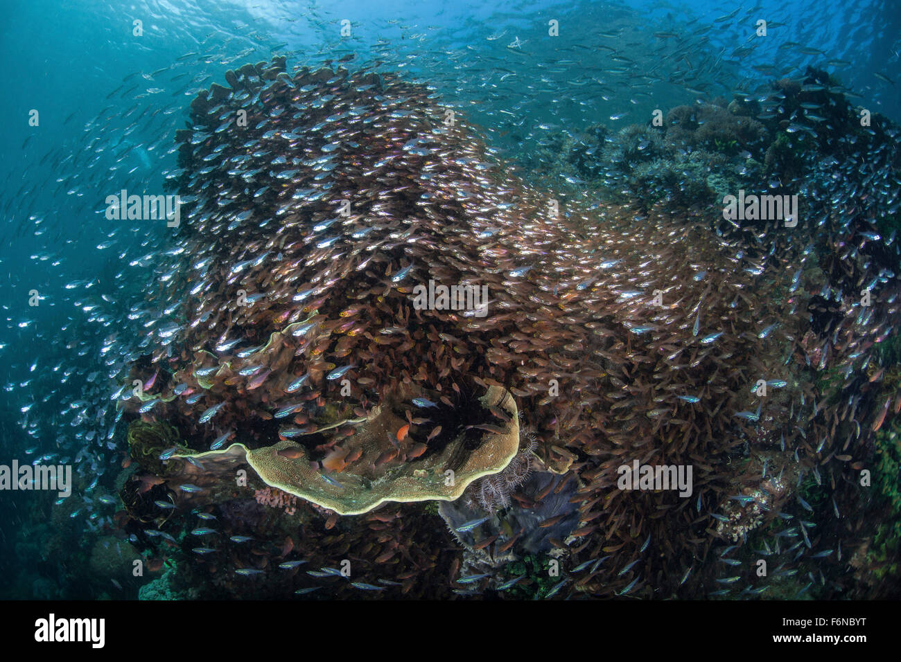 Kehrmaschinen und Kardinalbarschen im Nationalpark Komodo, Indonesien ist eine bunte Korallenriff abgedeckt. Dieser Teil des Coral Triangl Stockfoto