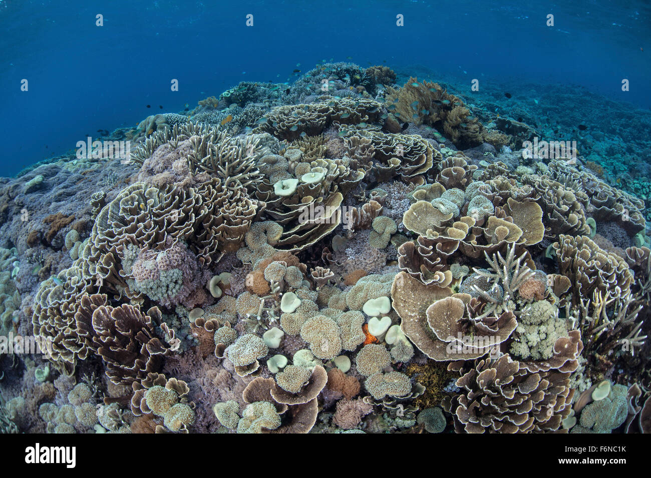 Korallen konkurrieren um Raum auf ein Riff im Nationalpark Komodo, Indonesien zu wachsen. Dieser Teil des Coral Triangle ist bekannt für seine Stockfoto