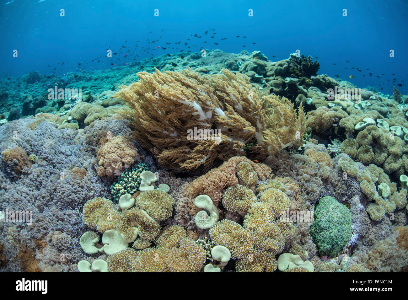Korallen konkurrieren um Raum auf ein Riff im Nationalpark Komodo, Indonesien zu wachsen. Dieser Teil des Coral Triangle ist bekannt für seine Stockfoto