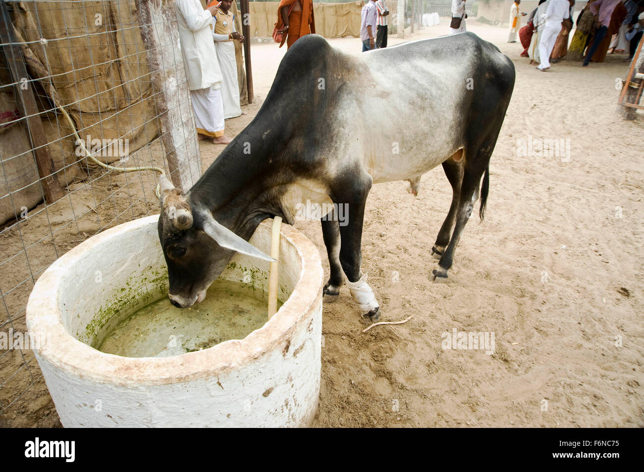 Verletzte, kranke Kuh Trinkwasser, Pathmeda, Godham, Rajasthan, Indien, Asien Stockfoto