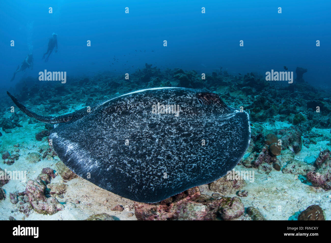 Eine große schwarze blotched Stingray (Taeniurops Meyeni) schwimmt über dem felsigen Meeresboden in der Nähe von Cocos Island, Costa Rica. Diese Fernbedienung, Pa Stockfoto
