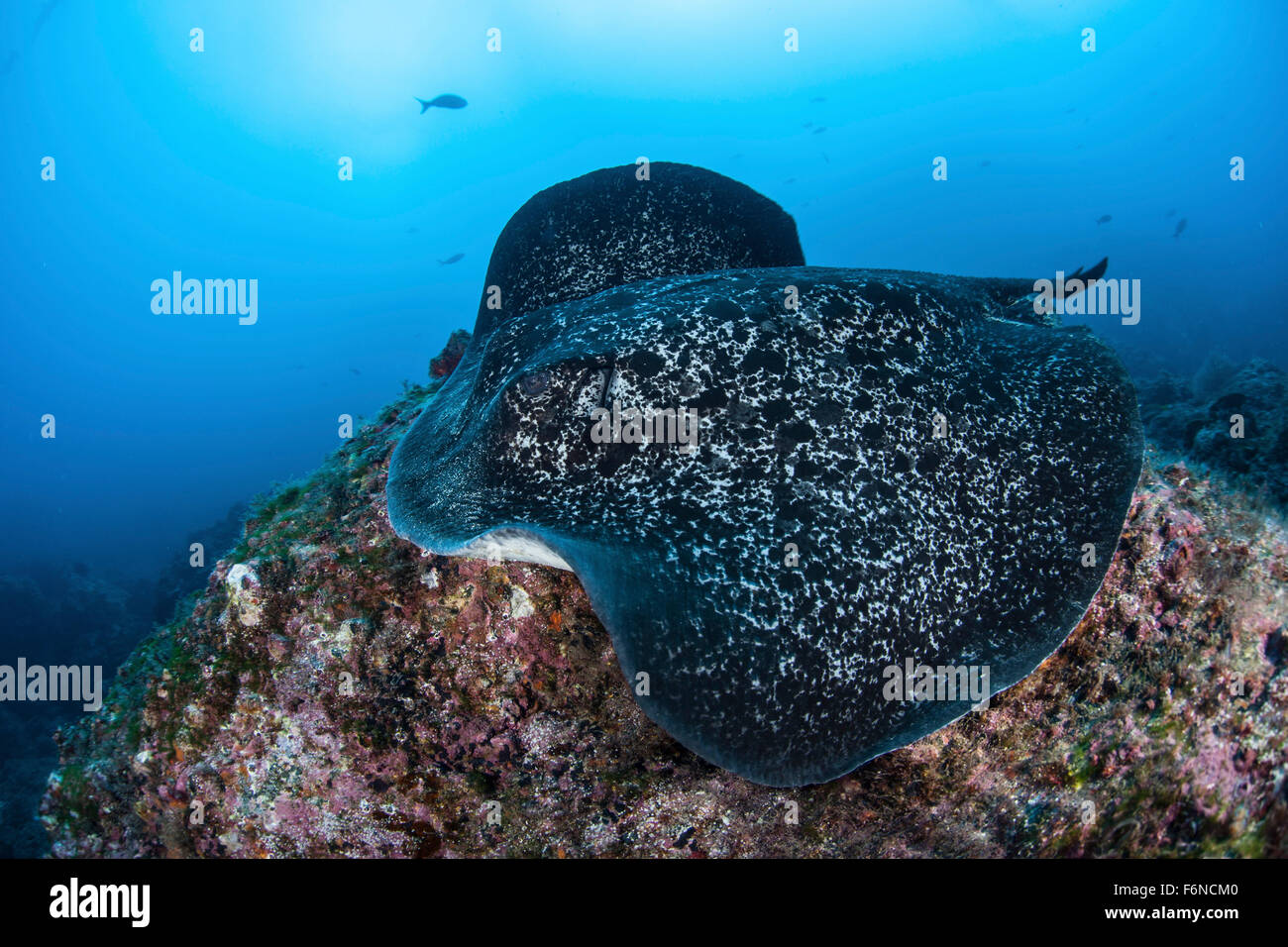 Eine große schwarze blotched Stingray (Taeniurops Meyeni) schwimmt über dem felsigen Meeresboden in der Nähe von Cocos Island, Costa Rica. Diese Fernbedienung, Pa Stockfoto