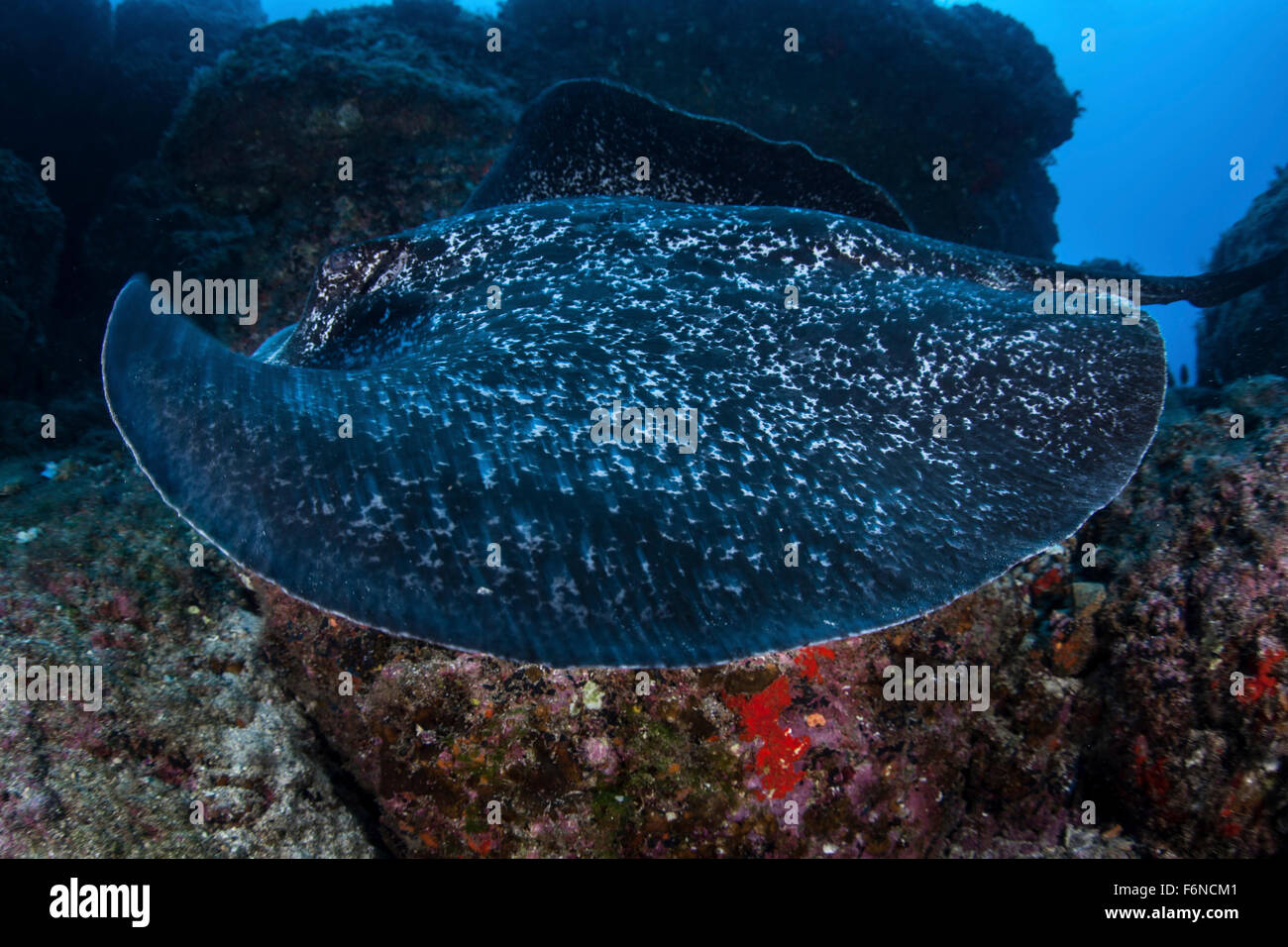 Eine große schwarze blotched Stingray (Taeniurops Meyeni) schwimmt über dem felsigen Meeresboden in der Nähe von Cocos Island, Costa Rica. Diese Fernbedienung, Pa Stockfoto
