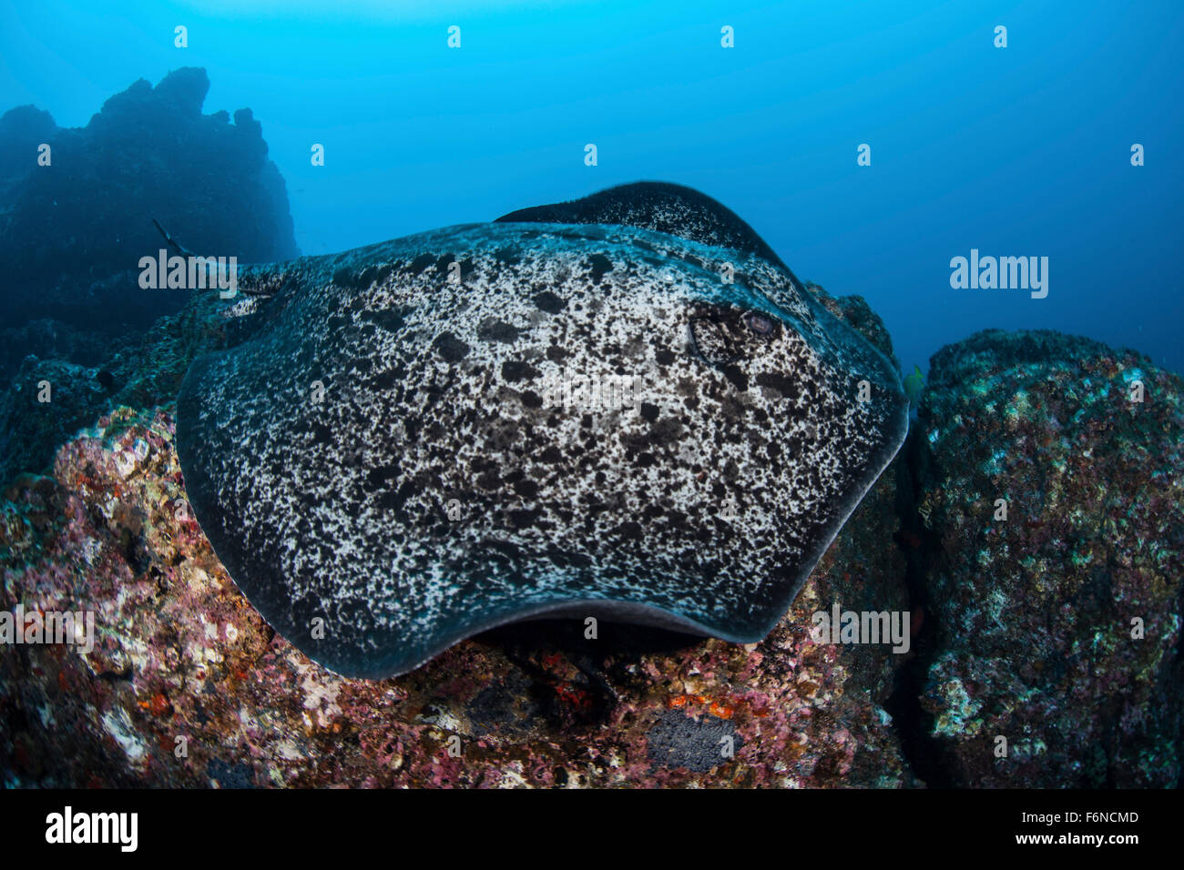 Eine große schwarze blotched Stingray (Taeniurops Meyeni) schwimmt über dem felsigen Meeresboden in der Nähe von Cocos Island, Costa Rica. Diese Fernbedienung, Pa Stockfoto