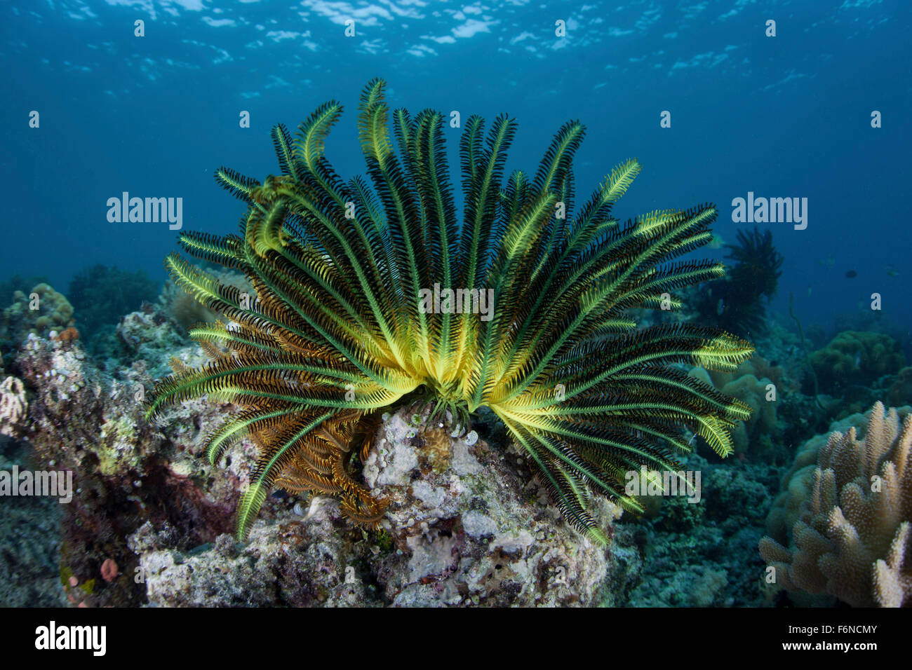 Eine bunte Crinoid klammert sich an ein flaches Riff in der Nähe der Insel Flores in Indonesien. Diese schöne Region ist bekannt für seine spect Stockfoto