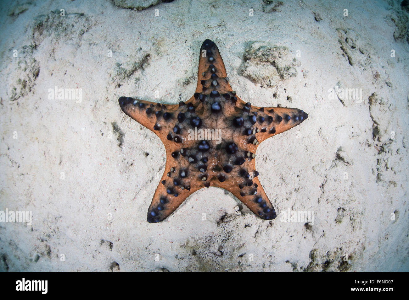Eine bunte Schokoladenkekse Seestern (Protoreaster Nodosus) liegt auf dem sandigen Meeresboden von Indonesien. Diese Art der Echinodermen ist Stockfoto