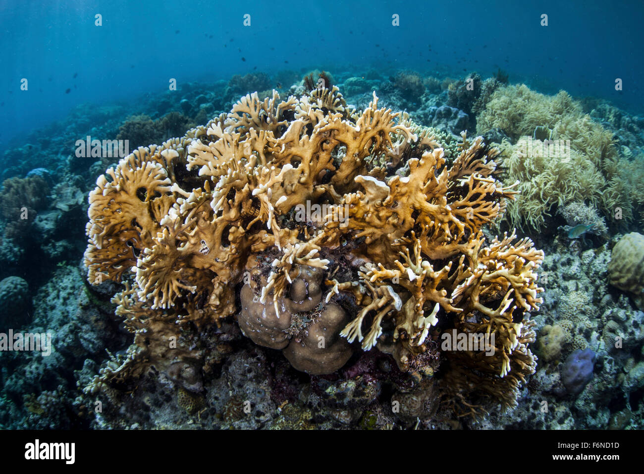 Eine Kolonie von Feuerkoralle wächst im seichten Wasser in der Nähe von Alor, Indonesien. Dieser entlegenen Gegend ist bekannt für seine schöne Riffe und spec Stockfoto