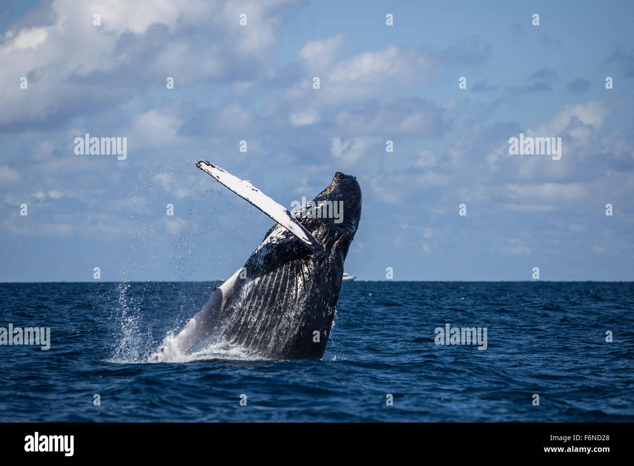 Eine große Buckelwal (Impressionen Novaeangliae) Verletzungen aus dem Atlantischen Ozean. Warum diese riesigen Wale verletzen, erreichen die le Stockfoto