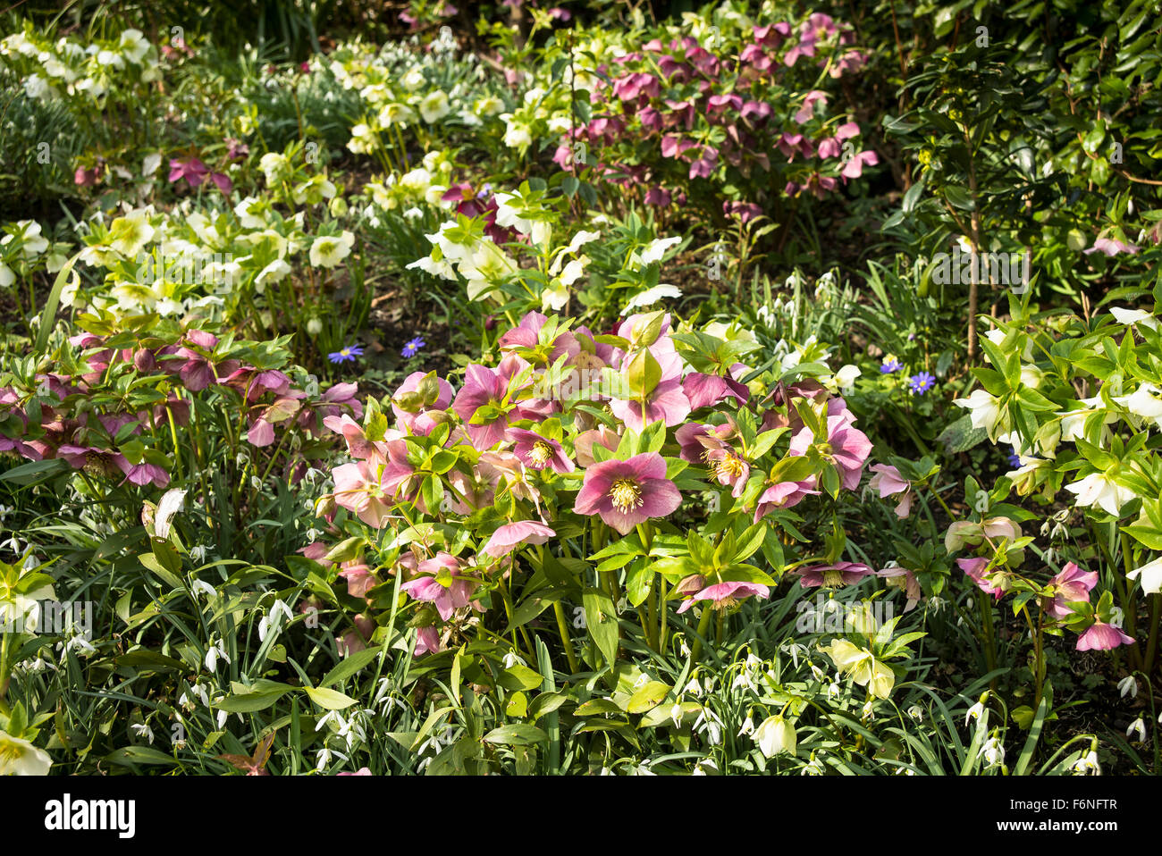 Eingebürgerte Helleborus in einem englischen Garten im Frühjahr Stockfoto
