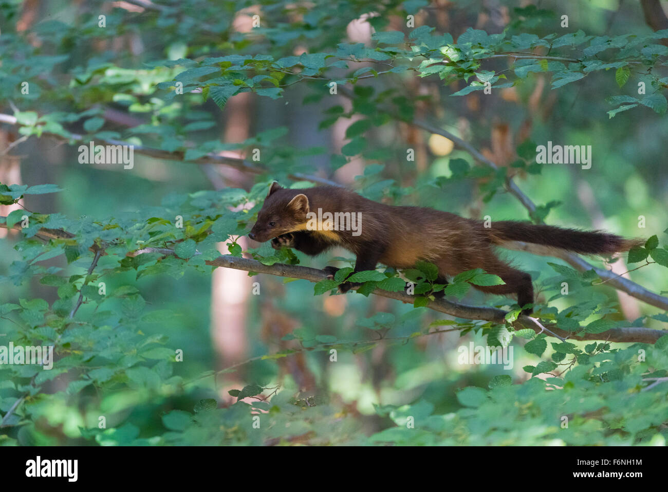 Baummarder, Martes Martes, europäischen Baummarder Stockfoto