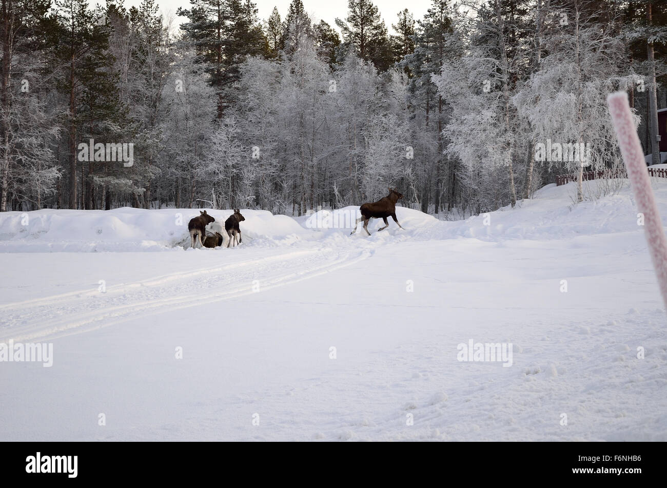 Elch-Mutter und zwei Kälber laufen in den Frost bedeckt Wald am Polarkreis Stockfoto