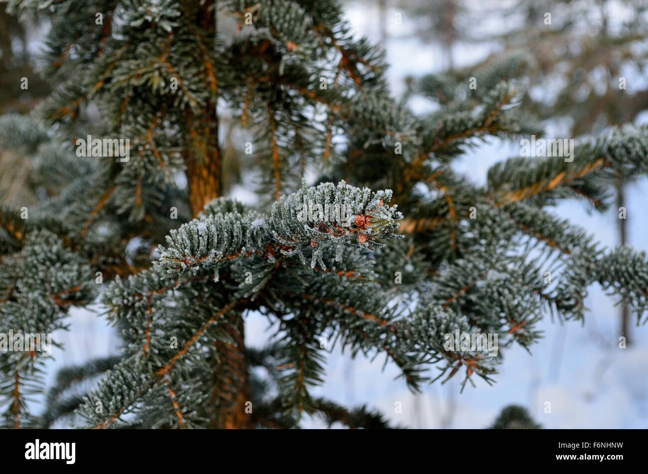 lebendige grüne Fichte Wald mit braunen Zapfen in dicken Frost im Winter abgedeckt Stockfoto
