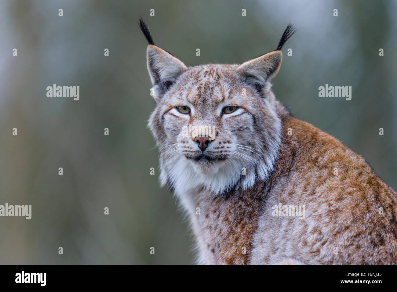 Eurasischer Luchs, Lynx Lynx, eurasische Luchse Stockfoto
